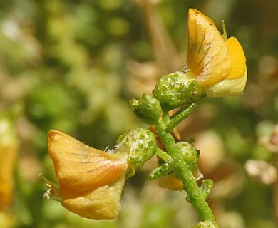 Adesmia aphylla