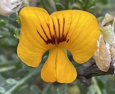 Adesmia microphylla