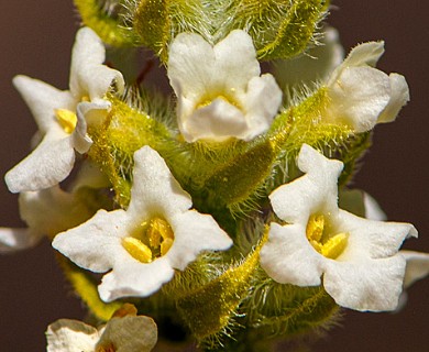 Aloysia salviifolia