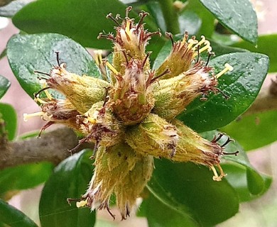 Archidasyphyllum excelsum