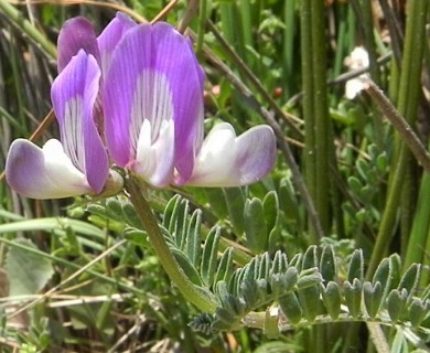 Astragalus amatus