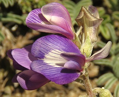 Astragalus palenae