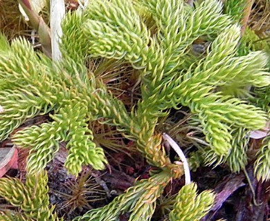 Austrolycopodium paniculatum