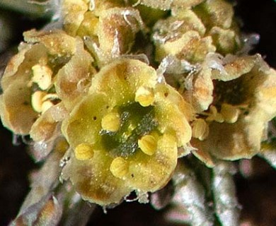 Azorella ameghinoi