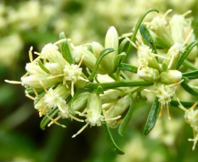 Baccharis linearifolia