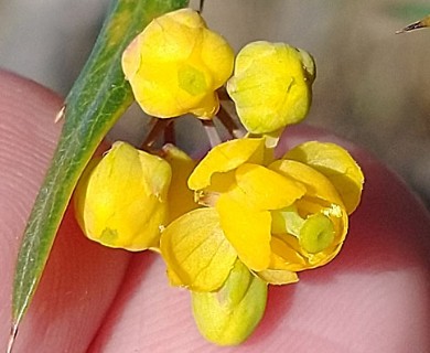 Berberis ruscifolia