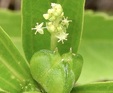 Bernardia multicaulis