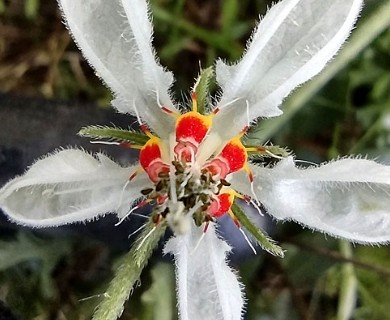 Blumenbachia insignis