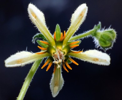 Blumenbachia sylvestris
