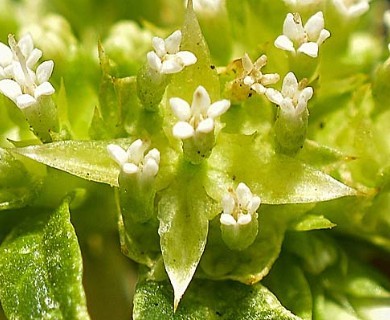 Boopis sessiliflora
