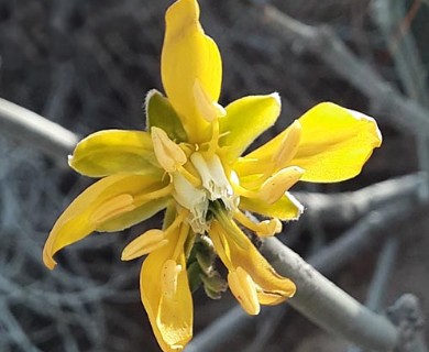 Bulnesia chilensis