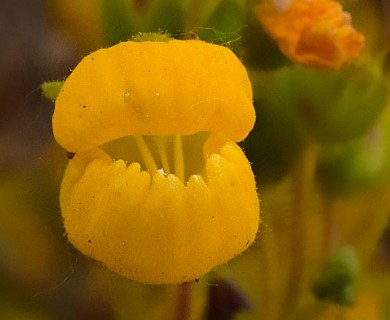 Calceolaria meyeniana