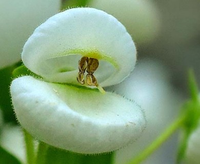 Calceolaria nitida