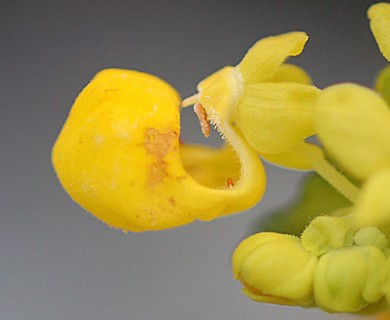 Calceolaria paposana