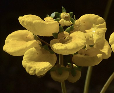 Calceolaria undulata