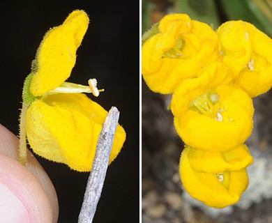 Calceolaria volckmannii