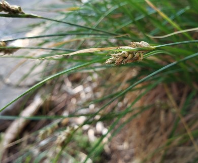 Carex bonariensis