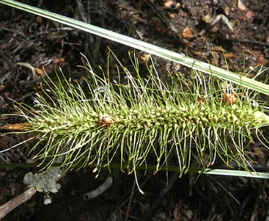 Carex erinacea