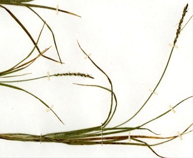 Carex firmula