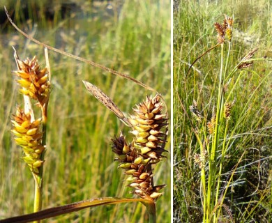 Carex fuscula