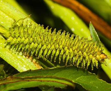 Carex polysticha