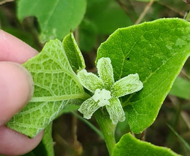 Cayaponia citrullifolia