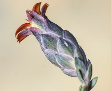 Chaetanthera microphylla