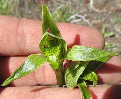 Chloraea viridiflora