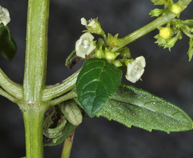 Clinopodium odorum