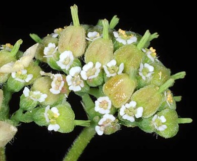 Euphorbia berteroana