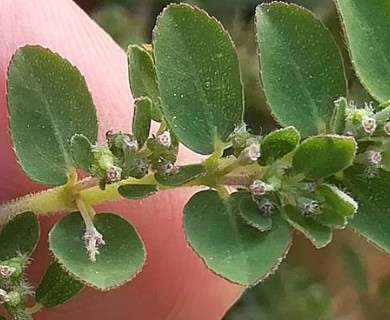 Euphorbia prostrata
