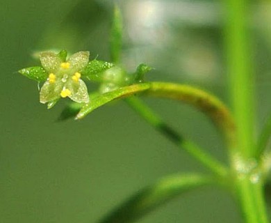 Galium richardianum