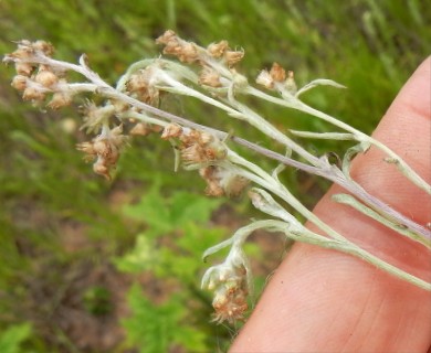 Gamochaeta falcata