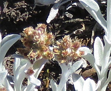 Gamochaeta stachydifolia