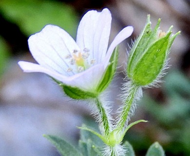 Geranium albicans