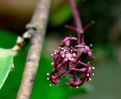 Griselinia racemosa