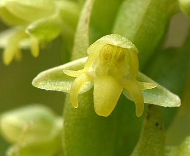 Habenaria parviflora