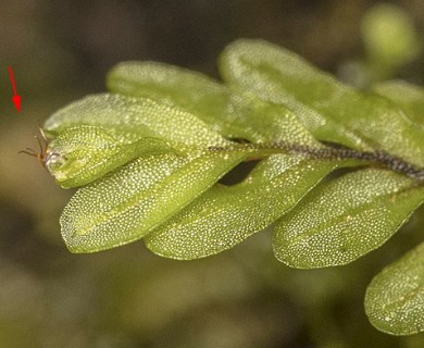 Hymenophyllum caespitosum