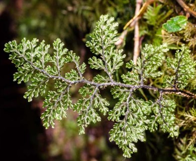 Hymenophyllum plicatum