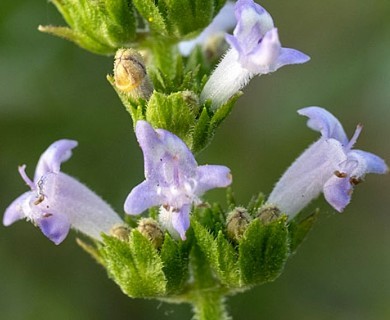 Hyptis mutabilis
