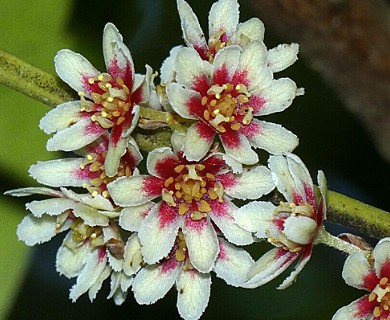 Laureliopsis philippiana
