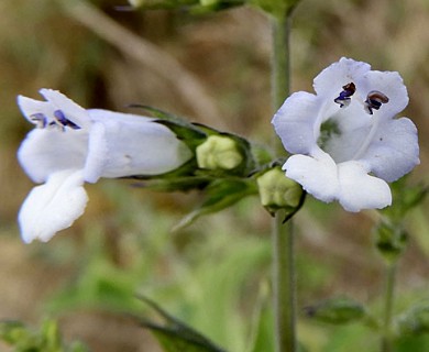 Lepechinia floribunda