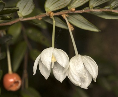 Luzuriaga polyphylla