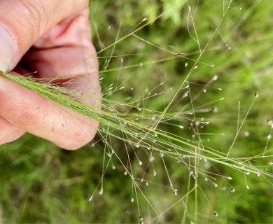Muhlenbergia asperifolia