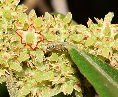 Myrsine coriacea