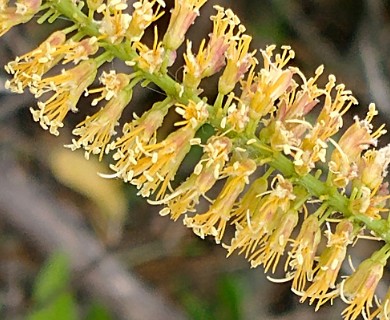 Neltuma ruscifolia