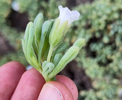 Nolana crassulifolia