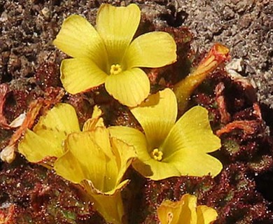 Oxalis hypsophila