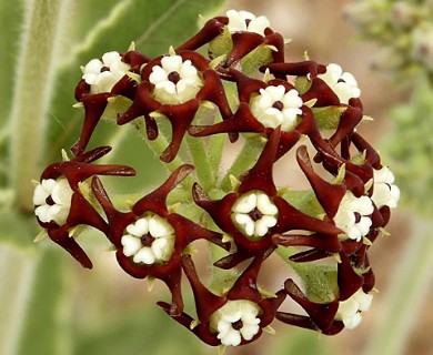 Oxypetalum arnottianum
