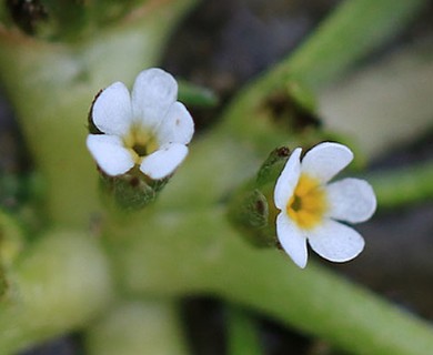Plagiobothrys calandrinioides